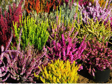 ����� ����� �����