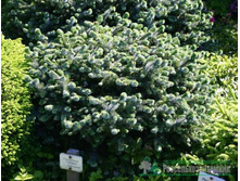 ��� sitchensis Silberzwerg 25-30cm Co-5-7.5-31,74.jpg