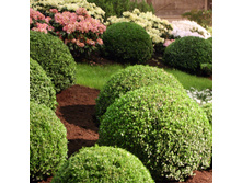 ������ sempervirens Herrenhausen 15-20cm C2-13,25.jpg