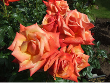 Remember Me-10,8.jpg