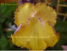 DS-���̣���