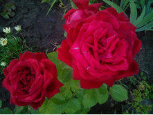 IMG 20150802 202559.jpg