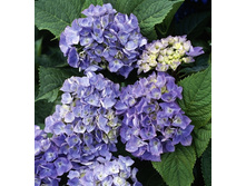 ��������� �������-141