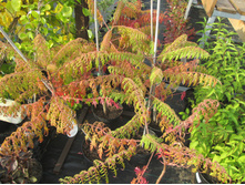 ����� ��������,������ ���700-1300