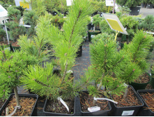 �.�.��������1500-������ ����1200