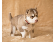 №2 �������