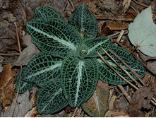 Goodyera pubescens