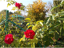 ����������, ��������� ��������