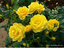 Nurse Tracy-10,80.jpg