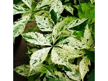 ������� �������� ���� ������-222