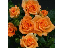 Marigold Sweet Dream-10,80.jpg