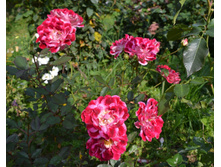 DSC 0922.JPG
