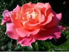 Audrey Wilcox-10,80.jpg