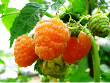 ������ �������� �����-130�.jpg