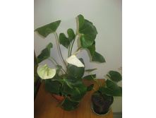 �������� �����