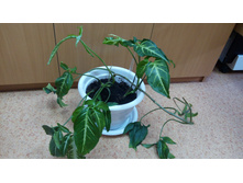 ����������� ����������