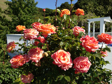 Paul Cezanne 9,70.jpg