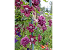 55f7ee8568eb3 galya1.jpg