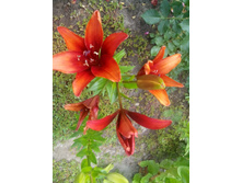 IMG 20150720 134129.jpg