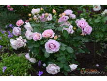 Eyes for You-��� �����