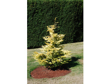 ��� plicata Sunshine 30-40cm Co-5-18,00.jpg