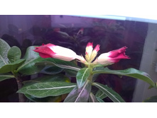 WP 20150925 19 34 50 Pro.jpg