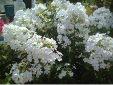 ����� �����-50�.