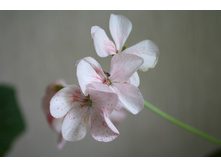 ���������� ripple strawberry