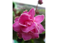 ��, �������� (������) ������ ��������