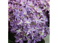 ��������� ������� ���� No2 ����� ����� ���� �� �����.