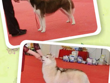 ���� - ����