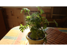 Candy dancer(��������)