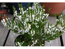 Cassiope (���������) Edinburgh 5-8cm P0,5-6,00