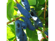 ��������� �����.-191