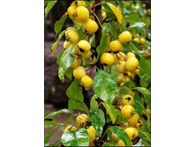 ������� �������-2-�-250�