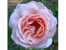 Sight Saver-10,80.jpg