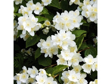 �������� ��������-144