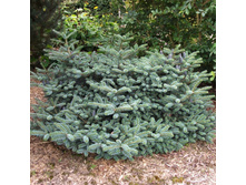 ����� Bonsai Blue-25,94.jpg