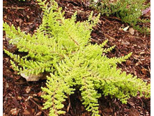 Calluna Red Carpet P0,5-1,75