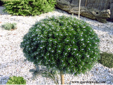 ����� koreana Silberkugel 10-15cm C2-15,34.jpg