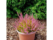 ����� Bonita-2,01