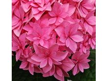 ��������� �������� -251