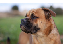 Perrode presa mallorquin 0064.jpg