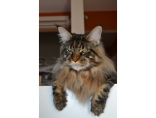 10,5 �������