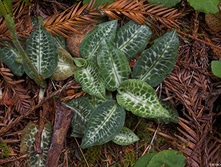 Goodyera oblongifolia
