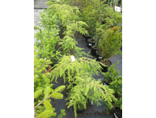 ����� ��������� ��� 320