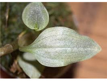 Cheirostylis chinensis