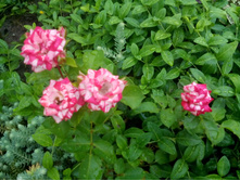 IMG 20150628 173932.jpg