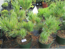 ����� ����.���.����� ���1700