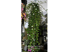 Codonanthe Gracilis